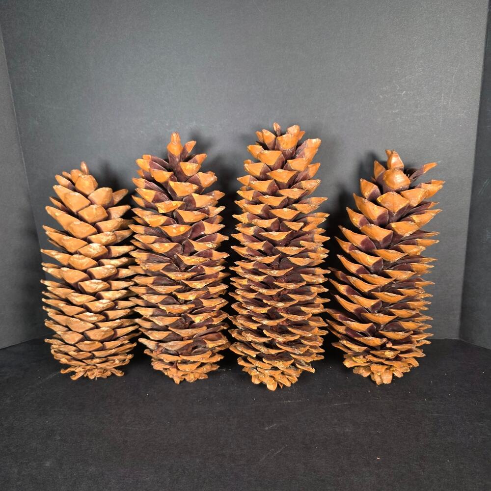 Lot of 4 Giant Sugar Pine Pinecones 9.5"-12" Long 3.5-4"Dia Crafting Decorating